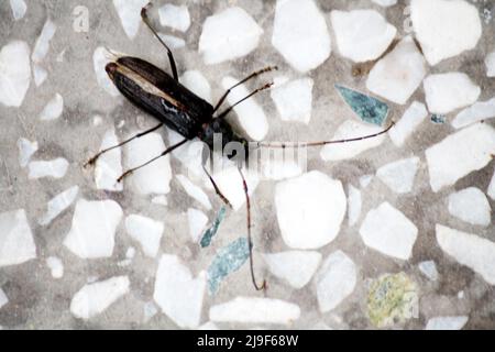 Schwarzer Blasenkäfer (Epicauta pensylvanica) kriecht auf dem Mosaikboden : Pix SShukla Stockfoto