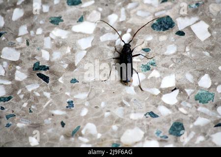 Schwarzer Blasenkäfer (Epicauta pensylvanica) kriecht auf dem Mosaikboden : Pix SShukla Stockfoto