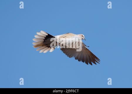 Halstaube (Streptopelia decaocto) im Flug. East Sussex, Großbritannien Stockfoto