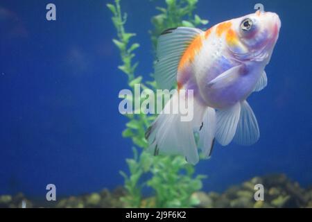 Süßwasseraquariumfische, Goldfische aus Asien im Aquarium.der Goldfisch auf chinesischem Schild bringt Wohlstand und Viel Glück. Goldfisch mit feinem Beautifu Stockfoto