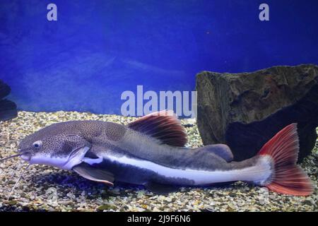 Dies ist ein Schafsfisch (Phractocephalus hemioliopterus), fotografiert in einem Aquarium. Stockfoto