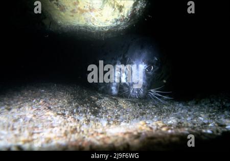 Die Kegelrobbe, Phocidae, Schlaf unter Wasser. Gefunden hier eingekeilt zwischen zwei Felsoberflächen abwechselnd schlafen. Stac Lee, Boreray, St Kilda, Großbritannien. 1987 Stockfoto