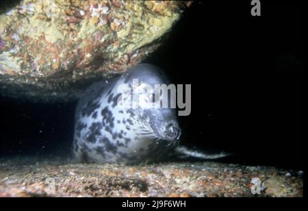 Die Kegelrobbe, Phocidae, Schlaf unter Wasser. Gefunden hier eingekeilt zwischen zwei Felsoberflächen abwechselnd schlafen. Stac Lee, Boreray, St Kilda, Großbritannien. 1987 Stockfoto