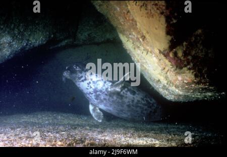 Die Kegelrobbe, Phocidae, Schlaf unter Wasser. Gefunden hier eingekeilt zwischen zwei Felsoberflächen abwechselnd schlafen. Stac Lee, Boreray, St Kilda, Großbritannien. 1987 Stockfoto