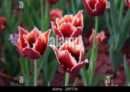 Rot-weiße Tulpen blühen im Blumenbeet des Parks. Frühlingshintergrund. Tulpen wachsen in Reihen im Garten. Frühjahrsblüte. Tipps für die Gartenarbeit. Gr Stockfoto