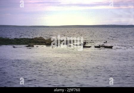 Graue Robbe mit gefleckter Pelztarnung, die Robbe wird herausgeschwemmt gefunden, die im Atlantischen Ozean ruht. Eine große Robbe, Phocidae, Halichoerus.Oban UK 80er Stockfoto