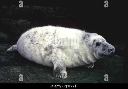 Der graue Robbenwelpe mit weißem Fell, für Tarnung und Robbe ist im Atlantischen Ozean zu finden. Eine große Robbe, Phocidae, Halichoerus.Oban UK 80er Jahre Stockfoto