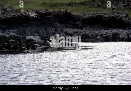 Graue Robbe mit gefleckter Pelztarnung, die Robbe wird herausgeschwemmt gefunden, die im Atlantischen Ozean ruht. Eine große Robbe, Phocidae, Halichoerus.Oban UK 80er Stockfoto