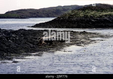 Graue Robbe mit gefleckter Pelztarnung, die Robbe wird herausgeschwemmt gefunden, die im Atlantischen Ozean ruht. Eine große Robbe, Phocidae, Halichoerus.Oban UK 80er Stockfoto