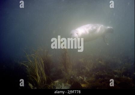 Die graue Robbe unter Wasser mit geflecktem Fell, für getarnte, Robben sind im Atlantischen Ozean zu finden. Eine große Robbe, Phocidae, Halichoerus.Oban UK 80er Jahre Stockfoto