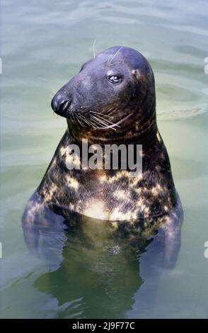 Die graue Robbe mit geflecktem Fell, zur Tarnung, die Robbe ist im Atlantischen Ozean zu finden. Eine große Robbe, Phocidae, Halichoerus.Oban UK 80er Jahre Stockfoto