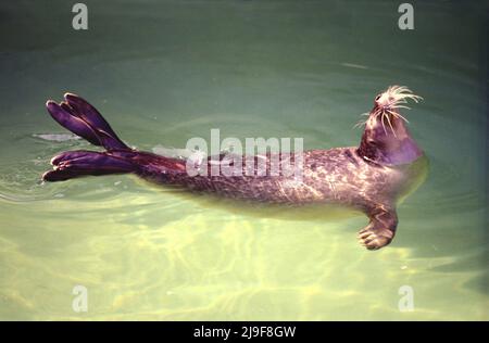 Harbour Seal, Phoca vitulina die Robben haben kurze hundeartige Schnauzen. Seal's Fell variiert in zwei Grundmustern. Kann North Atlantic North Pacific gefunden werden Stockfoto