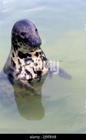 Die graue Robbe mit geflecktem Fell, zur Tarnung, die Robbe ist im Atlantischen Ozean zu finden. Eine große Robbe, Phocidae, Halichoerus.Oban UK 80er Jahre Stockfoto