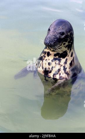 Die graue Robbe mit geflecktem Fell, zur Tarnung, die Robbe ist im Atlantischen Ozean zu finden. Eine große Robbe, Phocidae, Halichoerus.Oban UK 80er Jahre Stockfoto