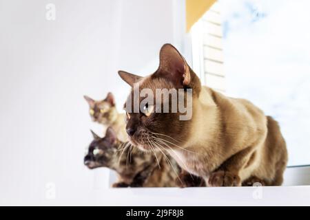 Die Familie der exotischen burmesischen Katze sitzt auf dem Fensterbrett. Stockfoto