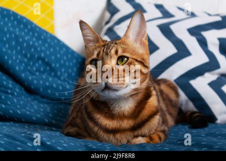 Bengalkatze liegt auf dem Bett. Nahaufnahme. Stockfoto