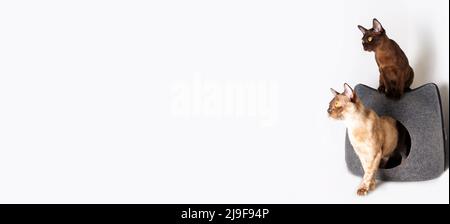 Burmeskatzen Mutter und Tochter. Burmesische Kätzchen. Stockfoto