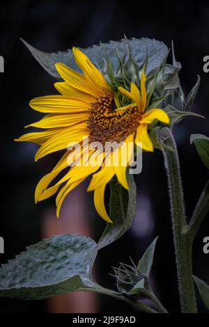 Teilweise unvollständig, offen, Sonnenblume Stockfoto