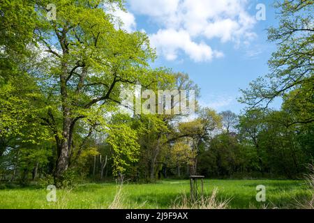 Deutschland, NRW, Erftstadt-Lechenich, Burgpark der Landesburg Lechenich Stockfoto