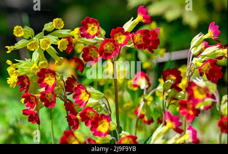 Schöne und farbenfrohe gelbe und rote Cowlips Stockfoto