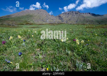 Pian dell'Alpe, Chisone-Tal, Piemont, Italien. Frühjahrsblüte Stockfoto