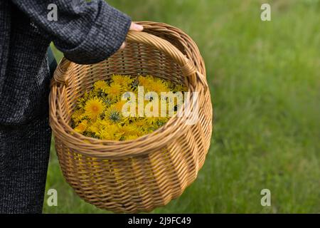Korb voll von Dandelion Blütenköpfe, grünes Gras Hintergrund Stockfoto