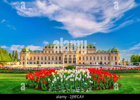 Die Skyline von Wien Österreich im Schloss Belvedere und die wunderschöne Tulpenblume Stockfoto