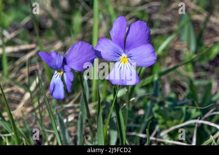 Viola lutea, Bergpanse Stockfoto