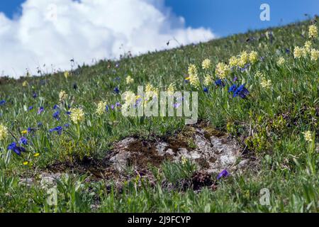 Dactylorhiza sambucina, älterblühende Orchidee. Gentiana kochiana, Kochs Enzian Stockfoto