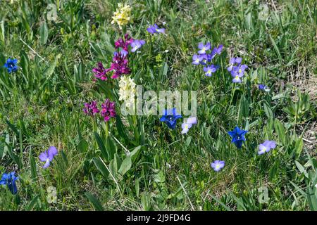 Gentiana kochiana, Kochs Enzian; Dactylorhiza sambucina, Elderblütig, Viola tricolor, Herths Freude Stockfoto