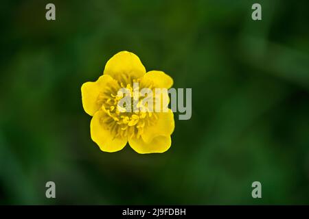 Trollius europaeus, europäischer Globeflower Stockfoto