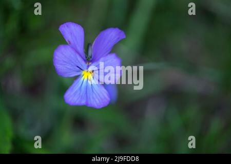 Viola lutea, Bergpanse Stockfoto