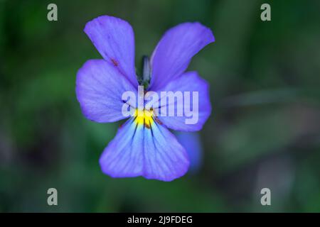 Viola lutea, Bergpanse Stockfoto