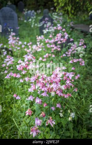 Aquilegia vulgaris oder Granny's Bonnet wachsen wild in einem walisischen Kirchengräberhof mit Schiefergrabsteinen. Stockfoto