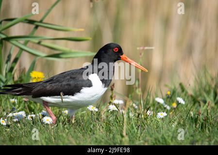 Den Helder, Niederlande, Mai 2022. Ein Austernfischer auf einer Wiese. . Hochwertige Fotos Stockfoto