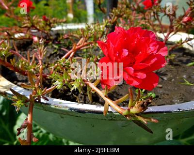 An einem sonnigen Sommertag blühen purslane, rot-weiße Blüten im Garten. Portulaca oleracea, gewöhnliches Purslane, kleines Schwalbenkraut, Pursley Stockfoto