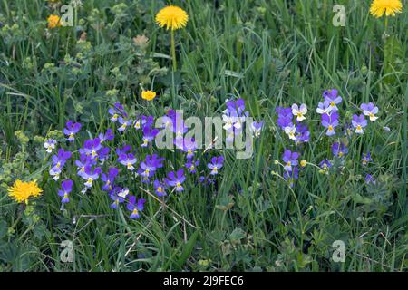 Viola lutea, Bergpanse; Taraxacum officinale, Löwingen Stockfoto
