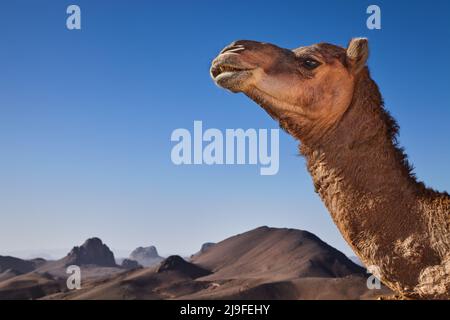 Kamel in der Wüste Sahara, Hoggar-Gebirge, Algerien Stockfoto