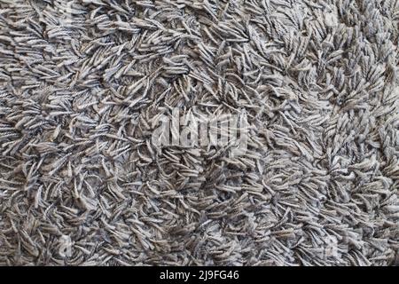 Die Textur des grauen Teppichs. Flauschiger Oberflächenhintergrund. Stockfoto