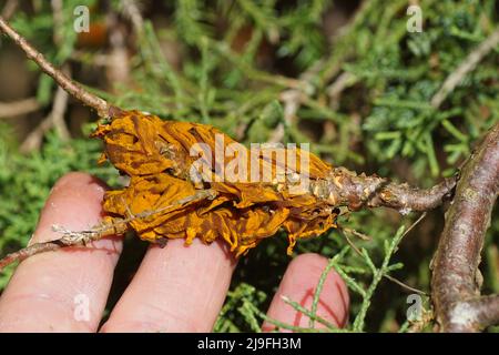 Nahaufnahme des Pilzes Birnenrost (Gymnosporangium sabinae, Gymnosporangium fuscum) an einem Zweig des Juniperus communis, der Familie des Wacholders, der Zypresse Stockfoto