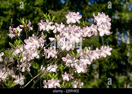 Blühende Rhododendron-Büsche mit violett-zarten Blüten in der Nähe des Frühlingsgartens. Stockfoto