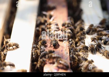 Honigbienen betreten die Nahaufnahme des Bienenstocks. Imkerei für Anfänger Stockfoto