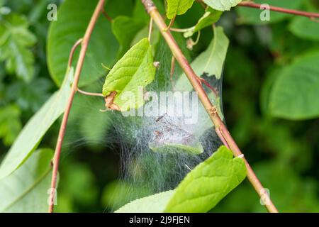 Nahaufnahme eines Raupenseidennetzes auf einem Baum, möglicherweise von der Bird-Cherry-Ermine-Motte - Yponomeuta evonymella mit Larven im Inneren. Stockfoto