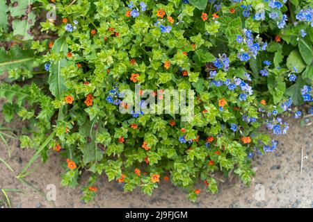 Scharlachrote Pimpernel - Anagallis arvensis und Germander speedwell - Veronica chamaedrys wachsen am Rande eines Pfades zusammen. Stockfoto