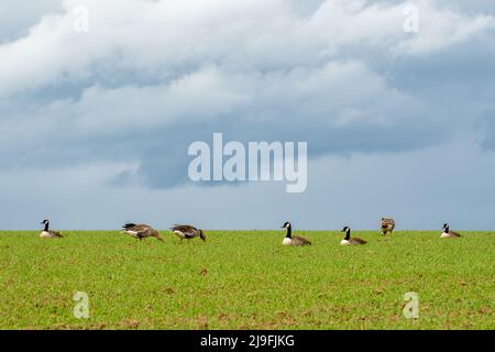 Kanadische Gänse (Branta canadensis) in einer Schar auf einem Feld mit dramatischen blauen grauen Wolken darüber. Stockfoto