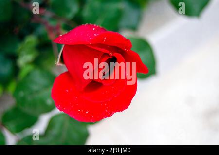 Rosa Mister Lincoln Knospe dunkelrot Hybride Tee Rose Sorte. Nahaufnahme selektiver Fokus einzelne frische rote Farbe Rose nach Regentropfen Stockfoto