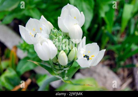 Ornithogalum Arabicum Knospe, Stern von Bethlehem, Arabische Sternblume, kleine Kaplilie. Arabs Auge aus nächster Nähe. Schöne wilde natürliche subtropische Pflanze Stockfoto