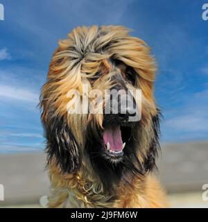 Afghanischer Windhund Stockfoto