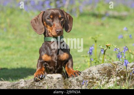 Miniatur-glatter Dachshund-Hund Stockfoto