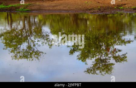 Bäume, blauer Himmel und weiche weiße Wolken spiegeln sich im Wasser eines Wasserlochs im Krüger National Park in Südafrika wider Stockfoto